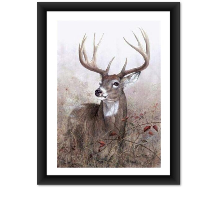 Stag Deer